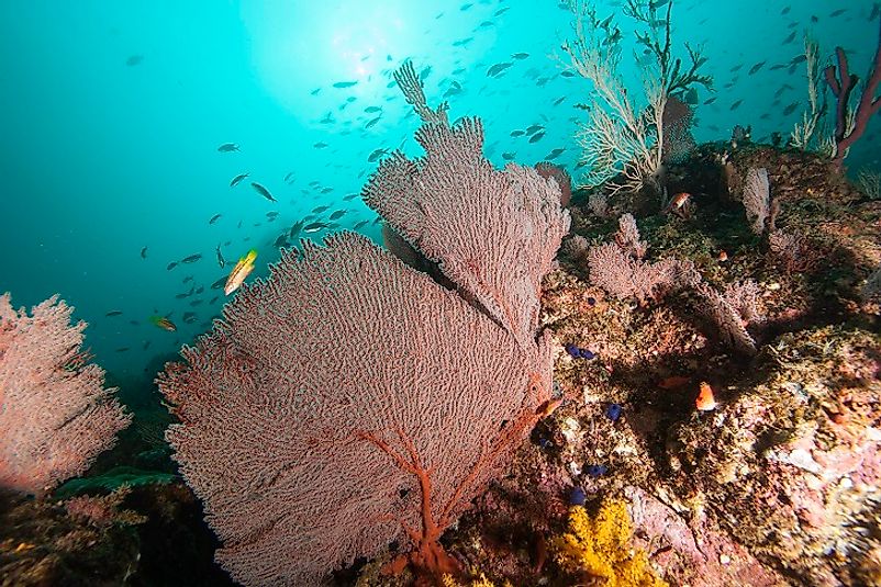 Pacific coral reefs surrounding Coiba Island.