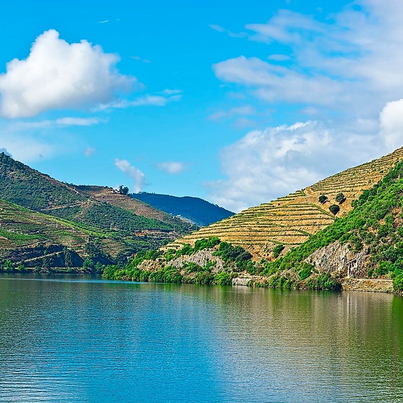 Vineyards cover these hills along the Douro River's banks in Portugal.