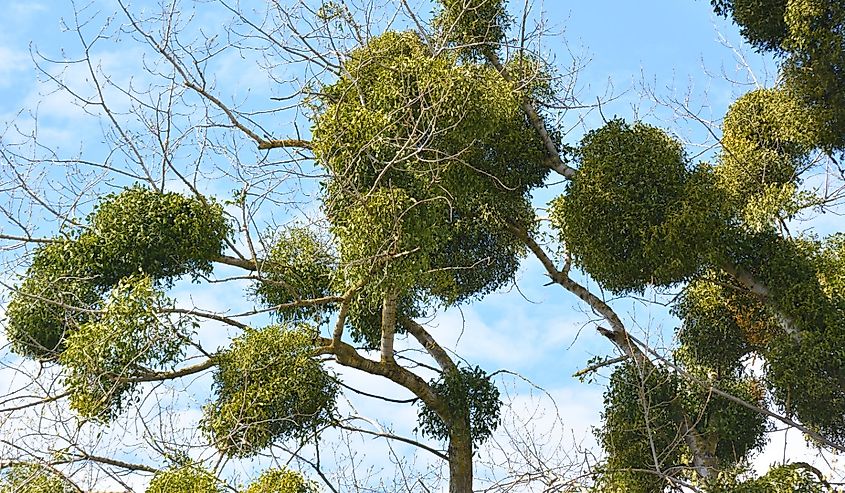 In nature, mistletoe (Viscum album) parasitizes on the tree