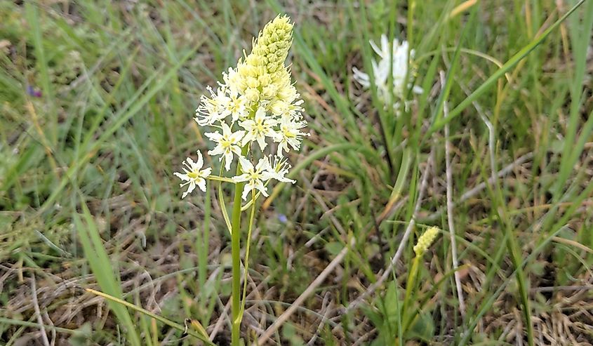 White death camas plant in a high plateau wetland on a sunny day