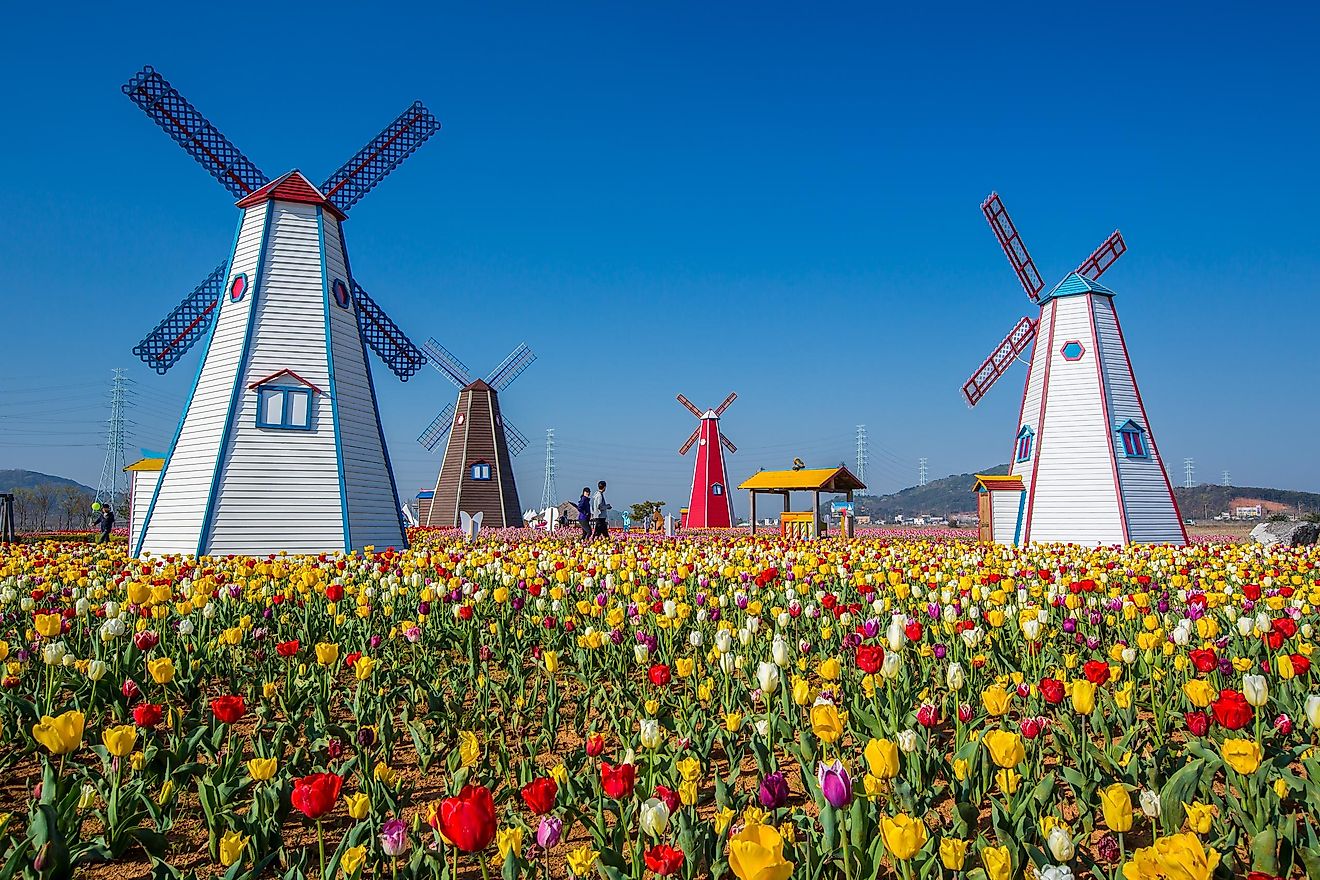 Tulip gardens and windmills in Holland, Michigan.