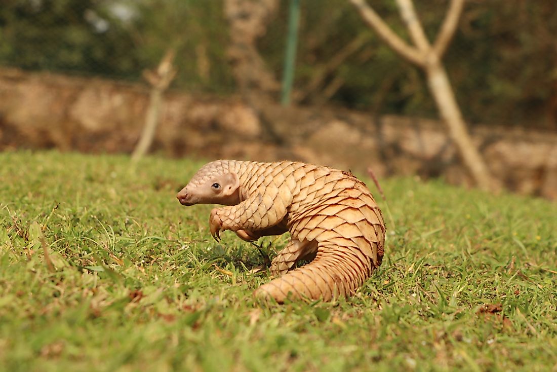 Recently pangolin has also become popular in illegal trades.