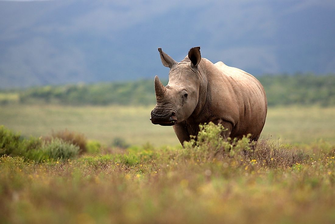Ivory and rhino horns are in huge demand.