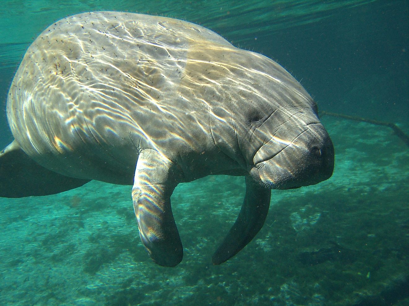 In case you thought manatees are an endangered species, this answer might come as a surprise: No, they are not!