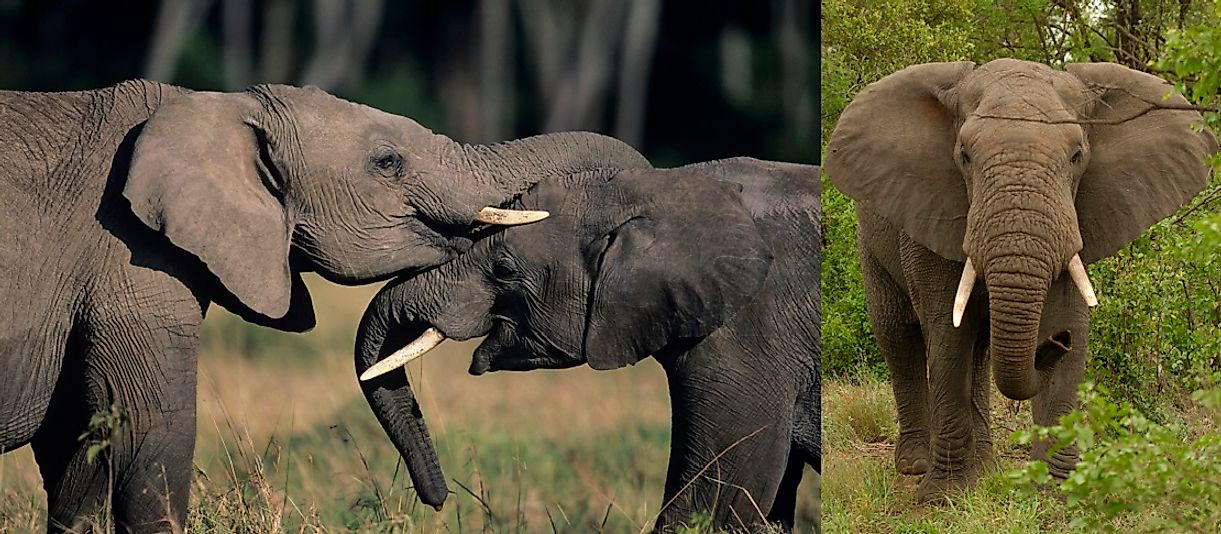 Exorbitantly priced elephant tusks all too often prove hard to resistant for impoverished poachers in Sub-Saharan Africa.
