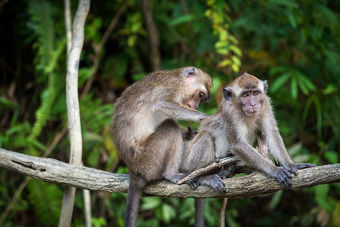 A pair of macaques grooming in the jungles of Borneo.