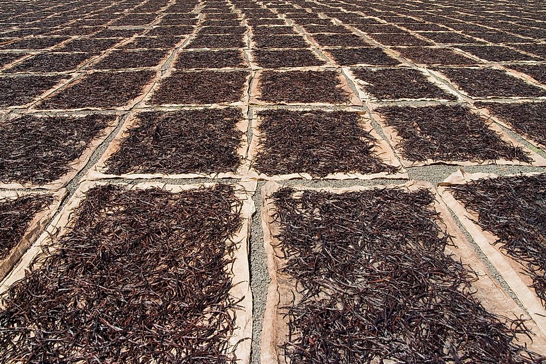Natural Vanilla dries in the sun on a farm in Madagascar.
