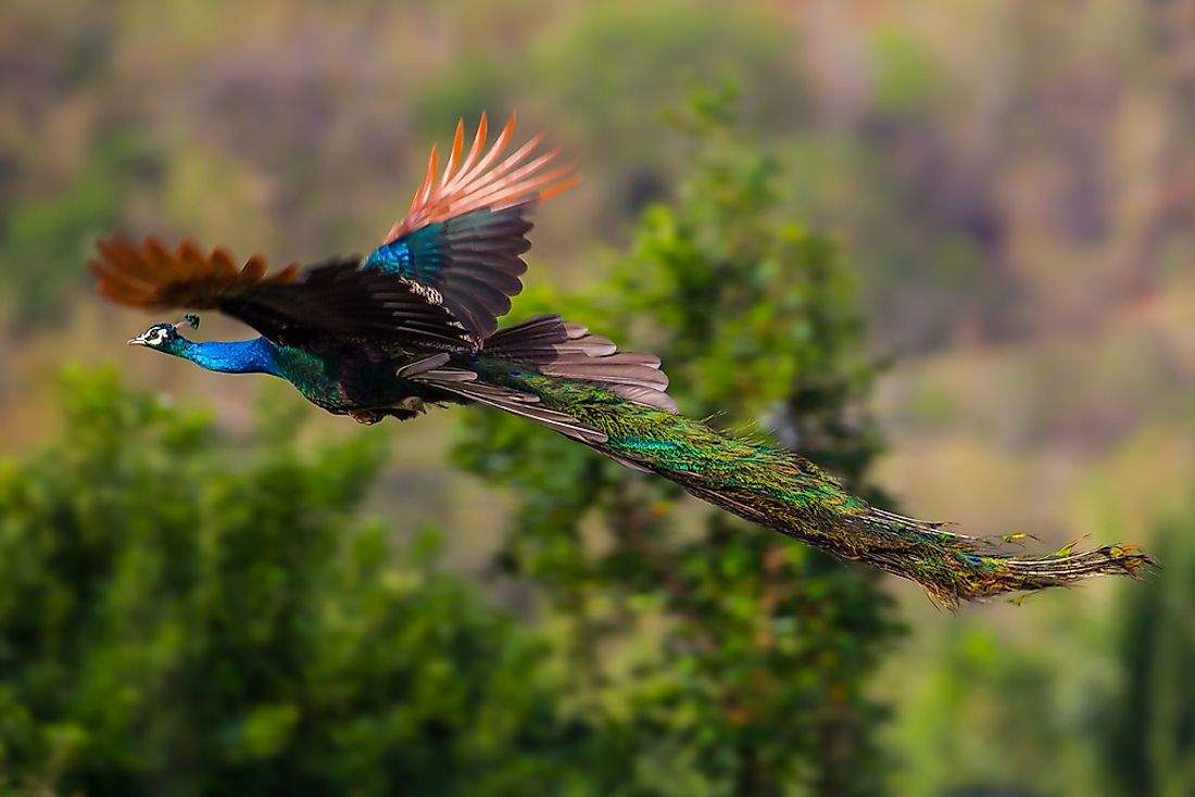 A peacock in flight. 