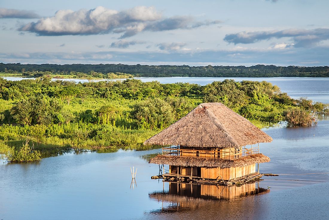 The Amazon rainforest in Loreto, Peru, where lemon ants can be found. 