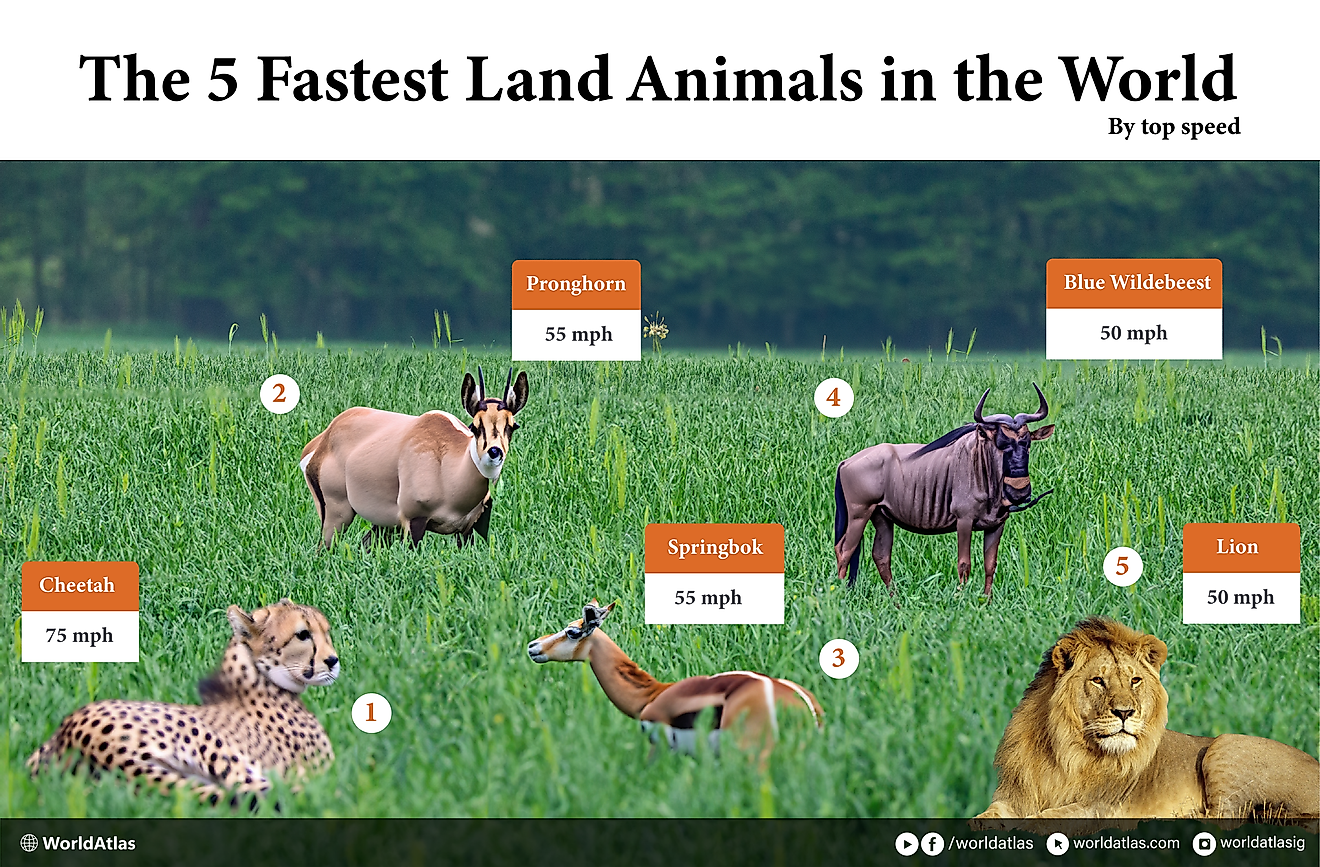 Infographic displaying the 5 fastest land animals by top speed: Cheetah, Pronghorn, Springbok, Blue Wildebeest, and Lion.