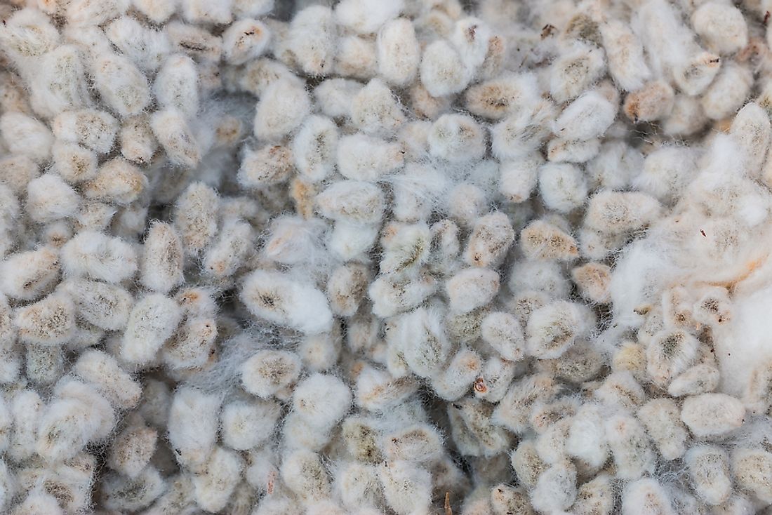Cottonseed has a variety of uses. 