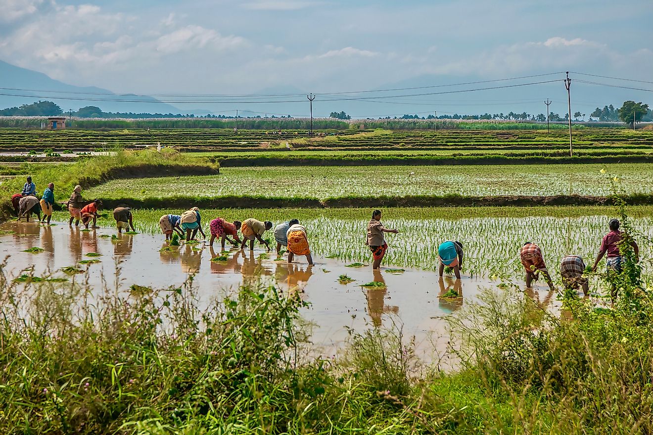 Farm laborers planting rice in paddies in rural Tamil Nadu. Image credit: CherylRamalho/Shutterstock.com