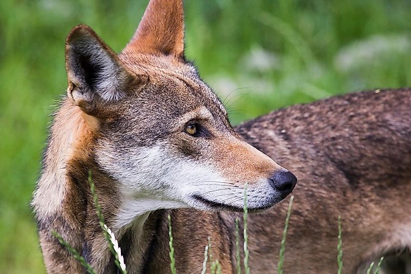 The Red Wolf is a Critically Endangered species in the United States.