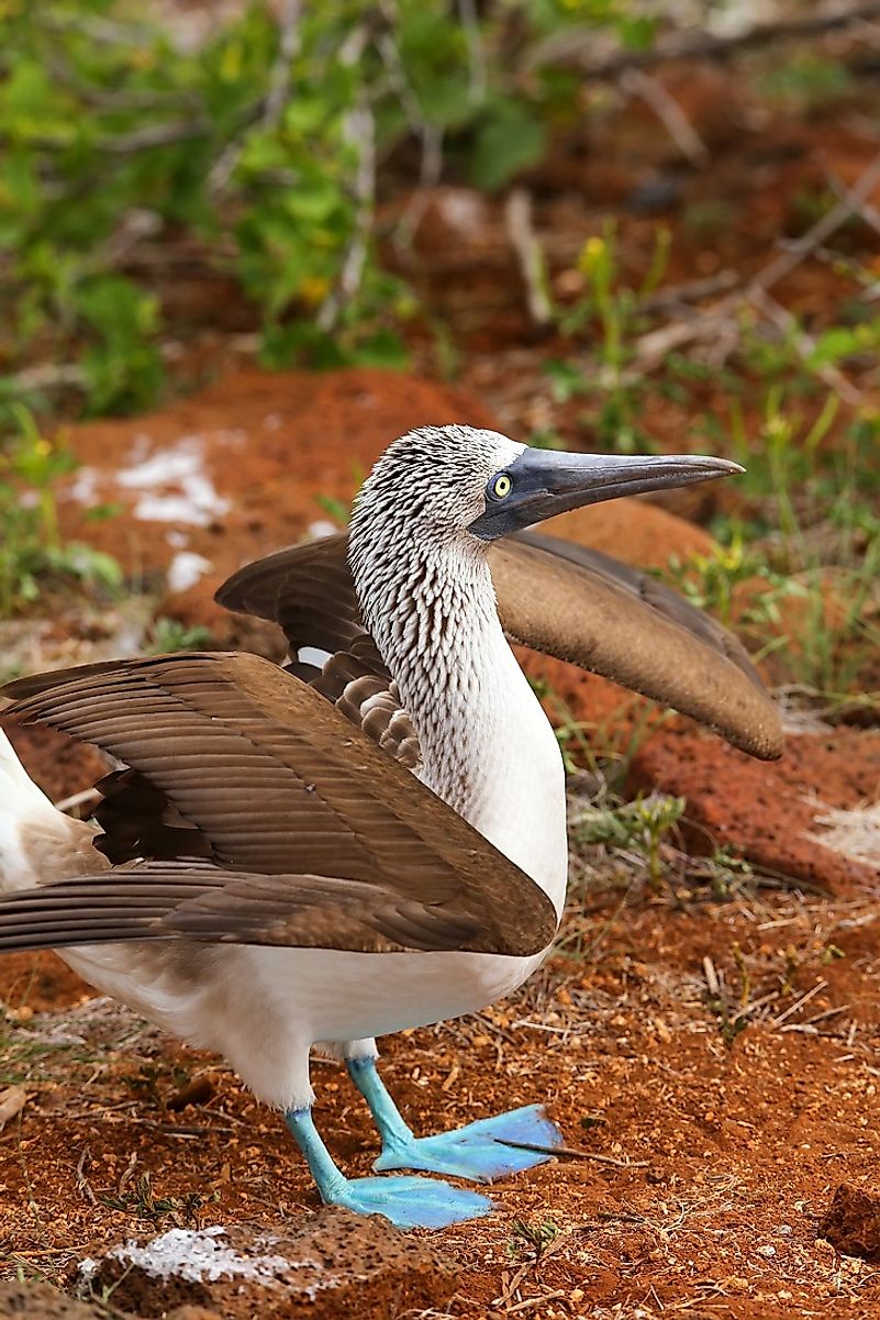 A male Blue-Footed Booby in the Galapagos Islands.