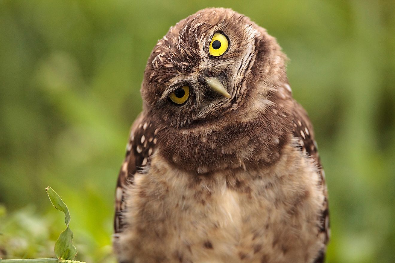 A burrowing owl. Image credit: Bildagentur Zoonar GmbH/Shutterstock.com