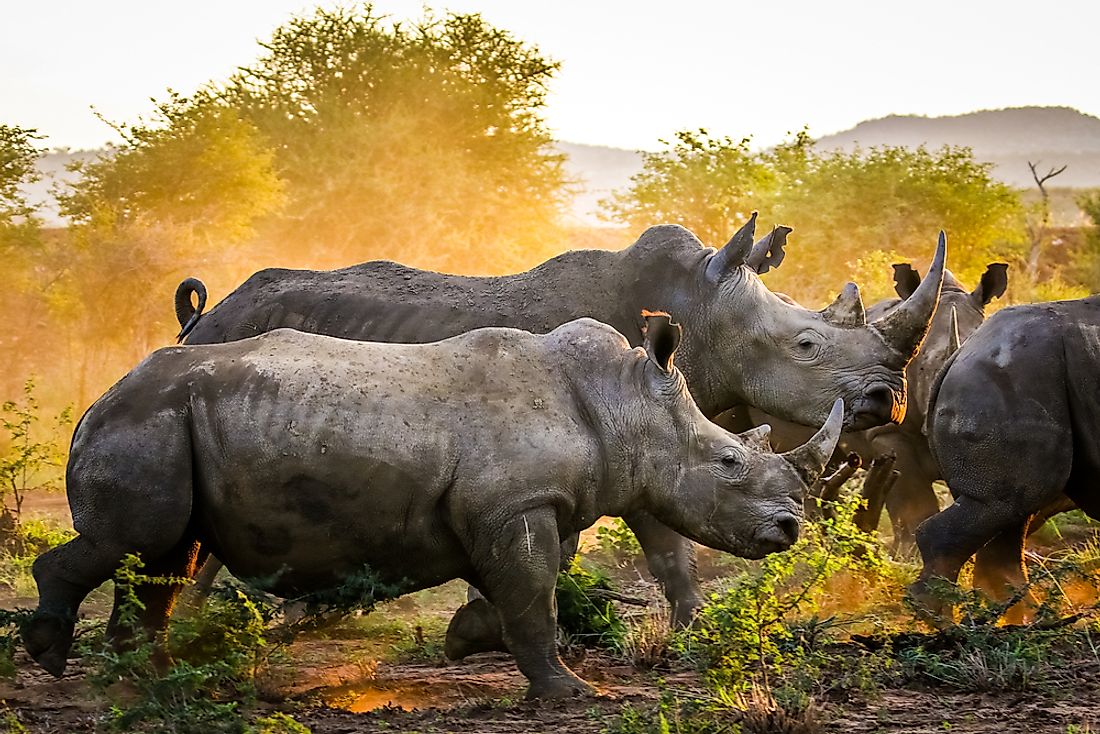 China is often considered the center of the rhinoceros and tiger trade networks.