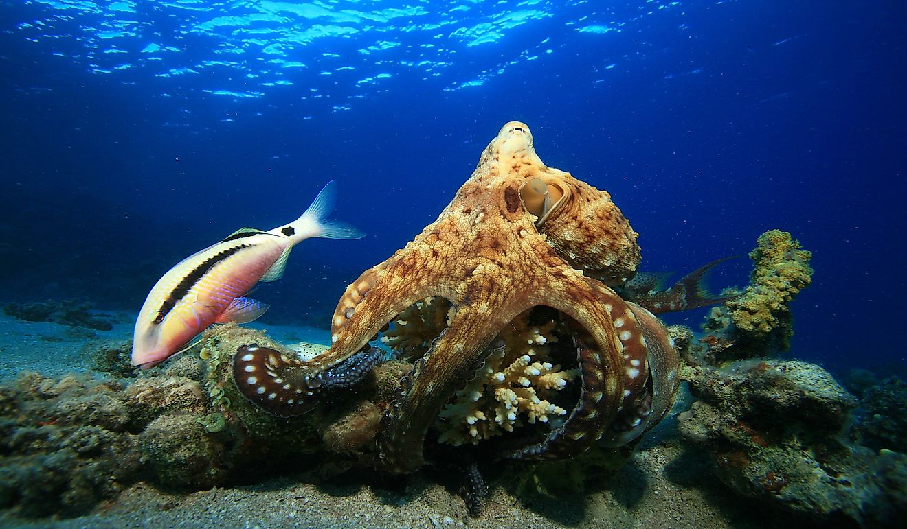 An octopus hunting its prey.