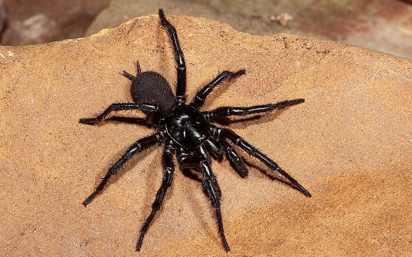 Male Sydney Funnel-web spider.