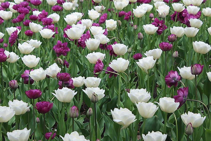 Tulips