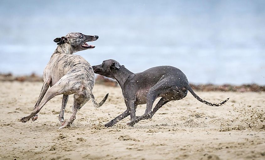 Two greyhounds playing in the sand.
