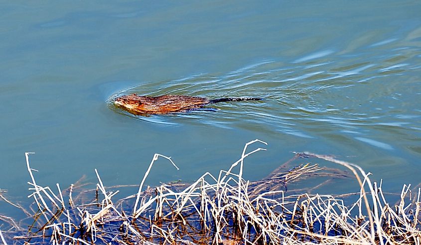 The beautiful environment of the James River in Richmond, Virginia. Beaver in the water. 