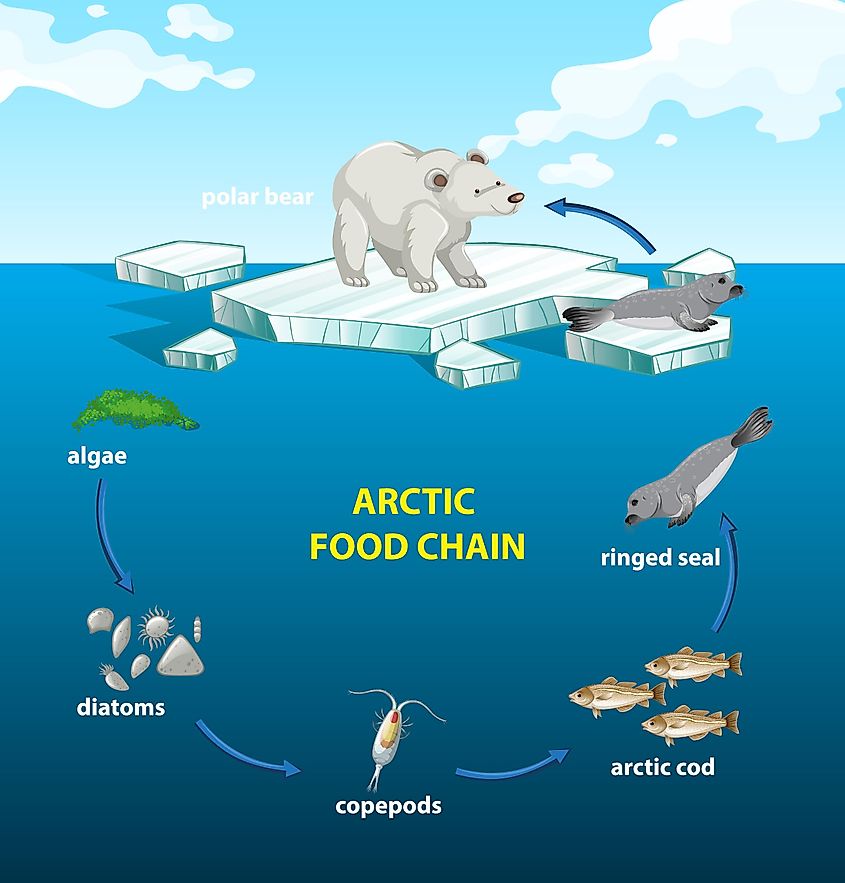 Illustration of the Arctic Food Chain.