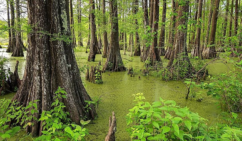 Louisiana swamp filled with Cypress Trees at Cypress Island Preserve