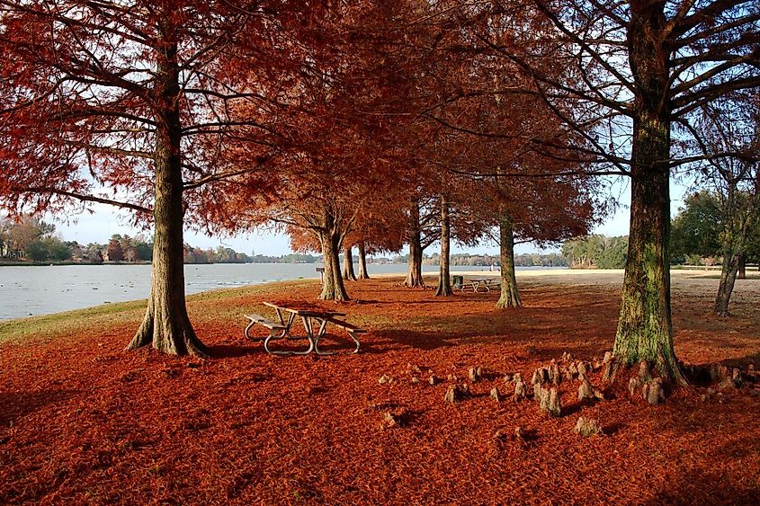 View of Cypress trees with red leaves at University Lake, Baton Rouge, Louisiana, USA