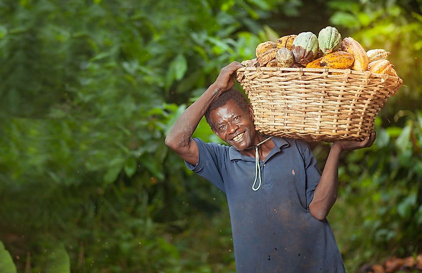 A man carrying a basket of harvested cocoa pods in Mankranso, Ghana