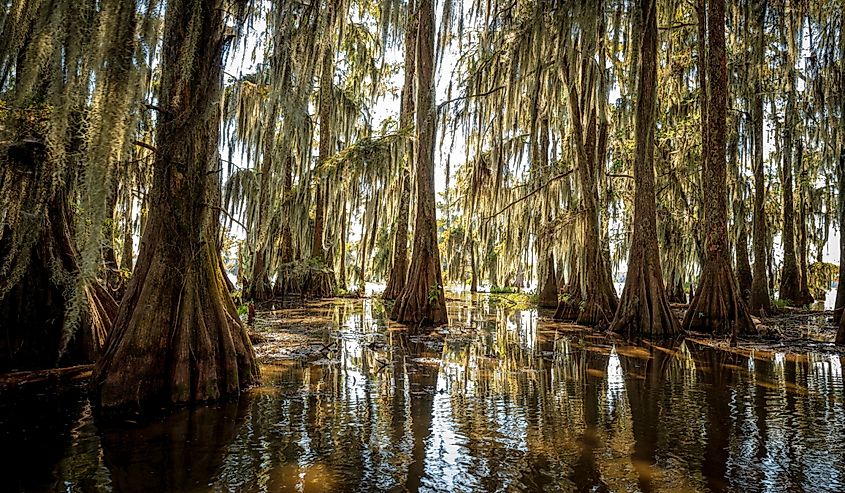 Cypress trees growing in the Lake Martin swamp, Breaux Bridge, Louisiana