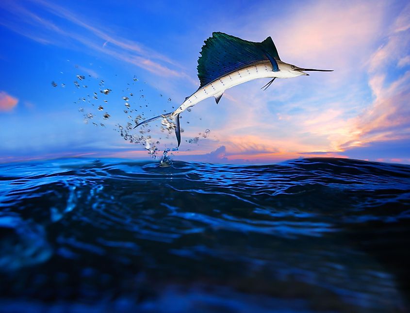 A sailfish flying over a blue sea. Image used under license from Shutterstock.com.