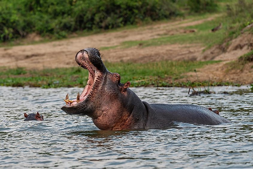 Hippos in congo river