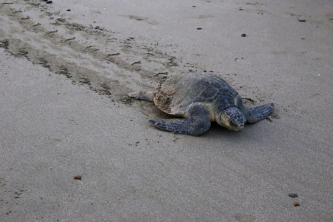 A newborn Olive Ridley Sea Turtle. Many of these babies will not survive to adulthood, with this species of turtle classified as "vulnerable."